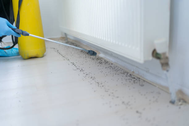Reliable Inverness Highlands South, FL Pest Control Solutions